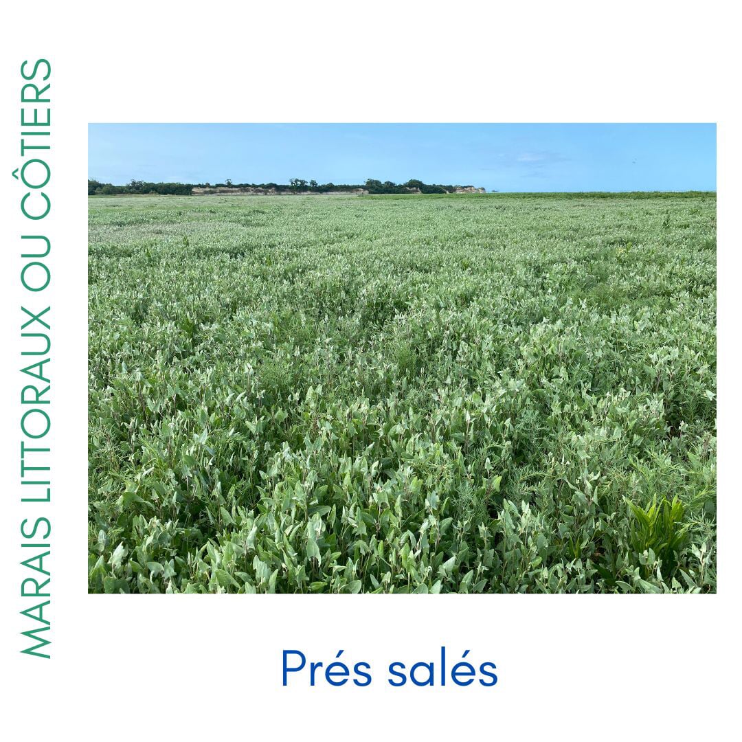 Photos des différents milieux