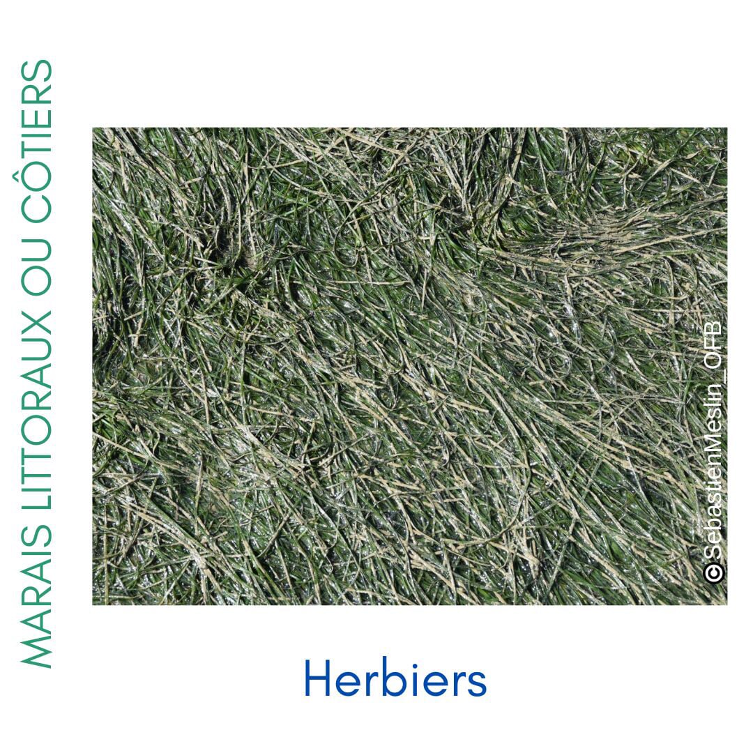 Photos des différents milieux