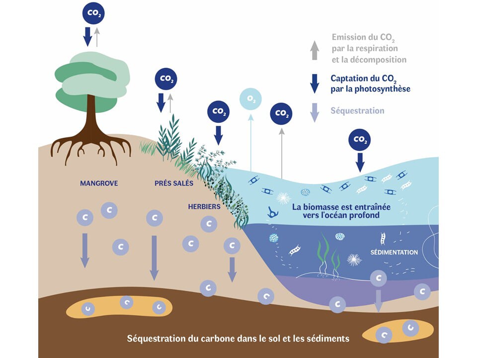 Schéma du cycle du carbone bleu