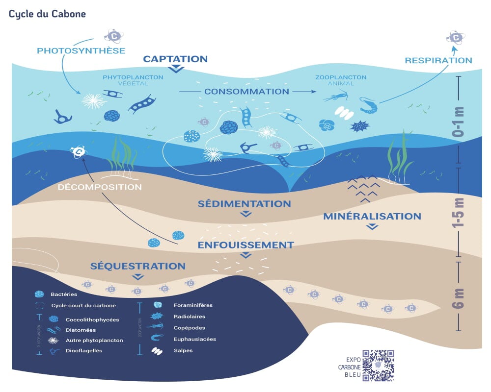 Schéma du cycle du carbone bleu