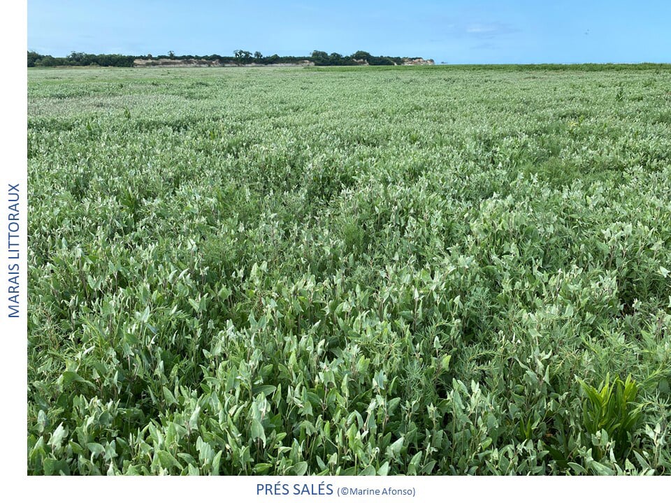 Photos des différents milieux