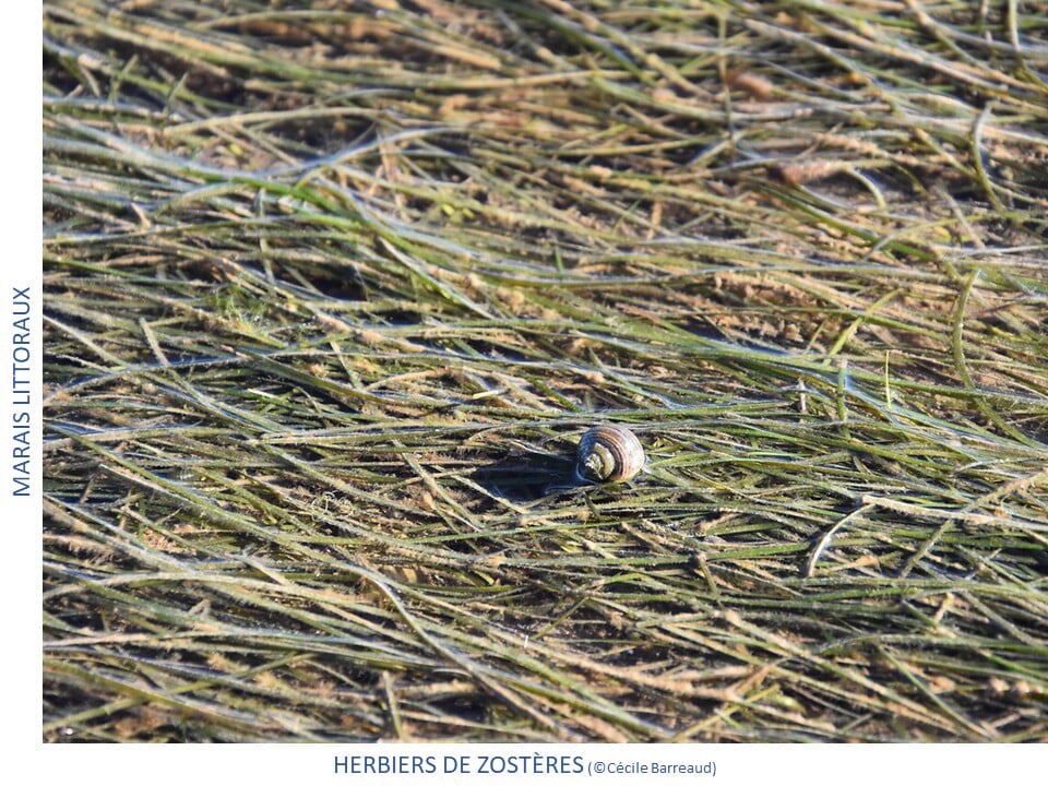 Photos des différents milieux